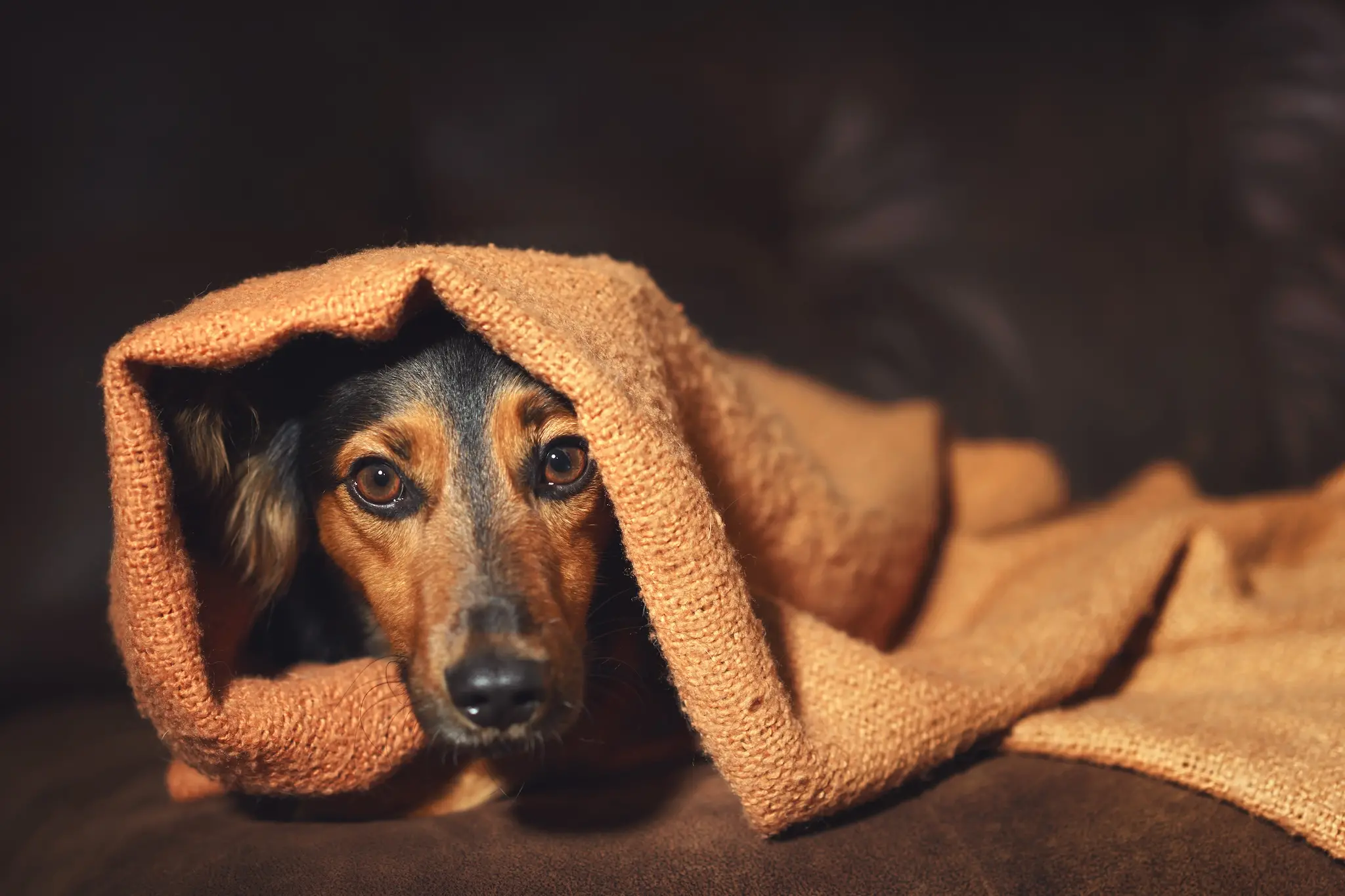 Dogs and storms hotsell